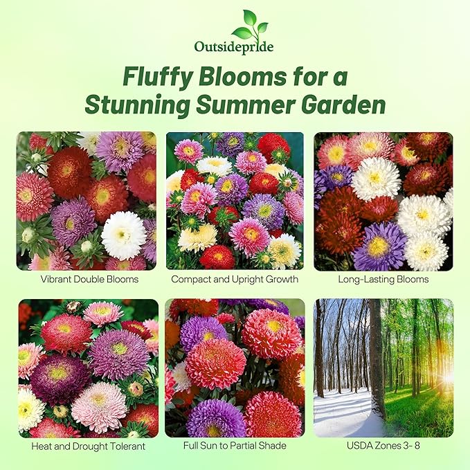 Outsidepride 5,000 Pcs Aster Seeds - Powder Puff Annual, Hardy & Pollinator Friendly Flower Seeds for Planting Vibrant Mix, Ideal for Meadows & Aesthetic Gardens