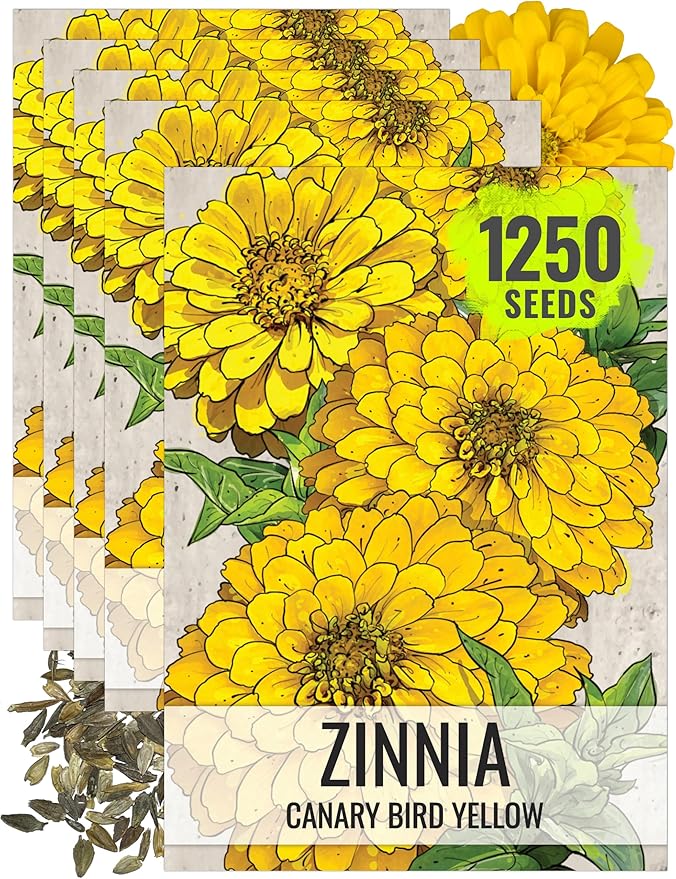Seed Needs Zinnia Seeds for Planting Canary Bird Yellow Zinnias - Heirloom & Open Pollinated Annual Cut Flowers for a Butterfly Garden (5 Packs)