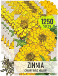 Seed Needs Zinnia Seeds for Planting Canary Bird Yellow Zinnias - Heirloom & Open Pollinated Annual Cut Flowers for a Butterfly Garden (5 Packs)
