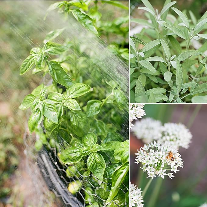 Sereniseed Certified Organic Herb Seeds (20-Pack) – Non GMO, Heirloom – Seed Starting Video – Basil, Cilantro, Oregano, Thyme, Parsley, Lavender, Chives, Sage, Dill Seeds for Indoor & Outdoor Planting