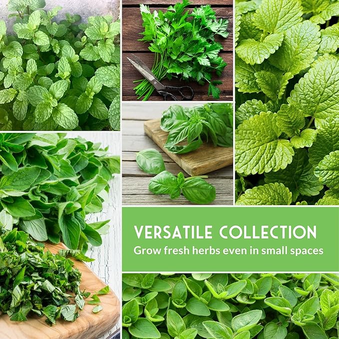 Indoor Herb Seeds Variety Pack | 10 Herbs for Planting – Basil, Mint, Parsley, Cilantro, Thyme, Dill, Chives, Oregano, Lemon Balm, Marjoram – Kitchen Garden Gift Set – Survival Garden Seeds