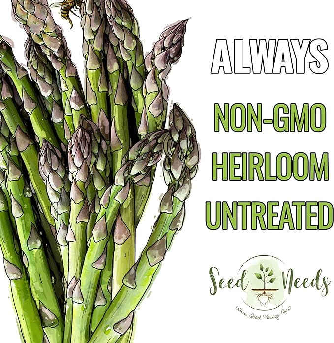 Seed Needs Asparagus Seeds for Planting Mary Washington Asparagus - Non-GMO Heirloom & Untreated Perennial Vegetable Seed to Plant an Outdoor Home Grown Garden (2 Packs)