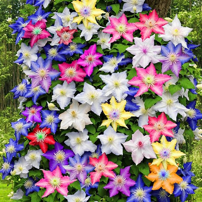 100Pcs Climbing Clematis Vine Seeds for Planting Mix Colors Clematis Plants - Large Blooms Perennial Flowers to Plant Outdoors