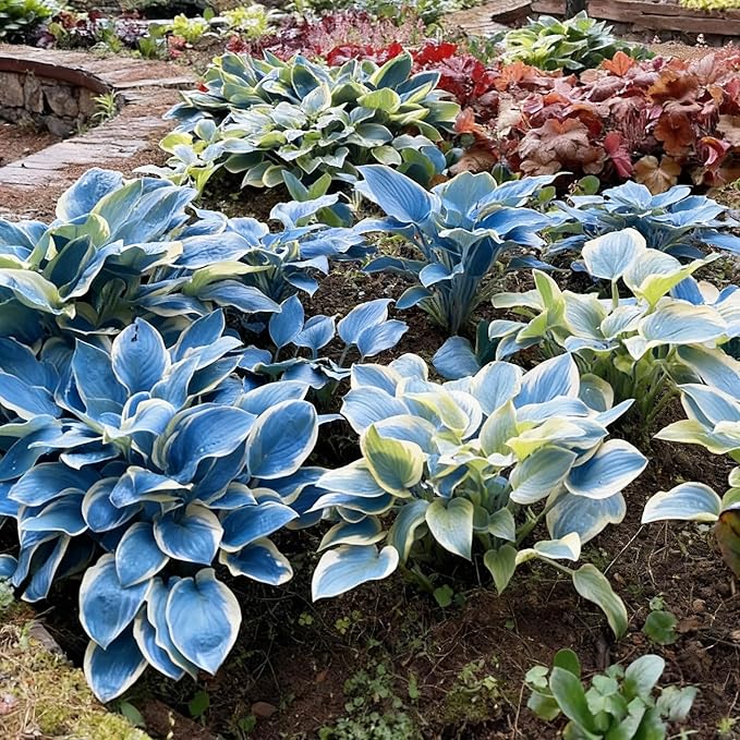 Hosta Seeds for Planting, 290+ Mixed Hosta Seeds, Perennial Flower Palnts, Non-GMO Heirloom Hosta Flower Seed for Home Garden Outdoor