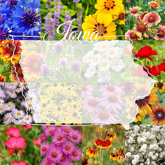 Iowa Bulk Perennial Wildflower Seed Mix 1lb Covers 2,000sq-ft - Attract Pollinators, Multi-Color Blooms - Midwest US Species Plant in Spring/Fall - Earth-Friendly Packaging (1/2 Pound)