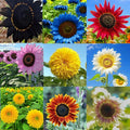 Mix Sunflower Seeds for Planting, 500+pcs Rare Perennial Sunflower Flowers Seeds to Plant, Non-GMO Heirloom Colored Beauty Flowers Plants Attracts Pollinators for Home Garden Outdoors