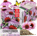 Seed Needs Coneflower Seeds for Planting Purple Echinacea Coneflowers - Heirloom & Open Pollinated Perennial Medicinal Flower - Perfect Wildflowers for a Butterfly Garden (10 Packs)