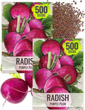 Seed Needs Radish Seeds for Planting Purple Plum Radishes - Non-GMO Heirloom & Untreated - Grow a Home Grown Vegetable Garden - Cool Weather Crops (2 Packs)