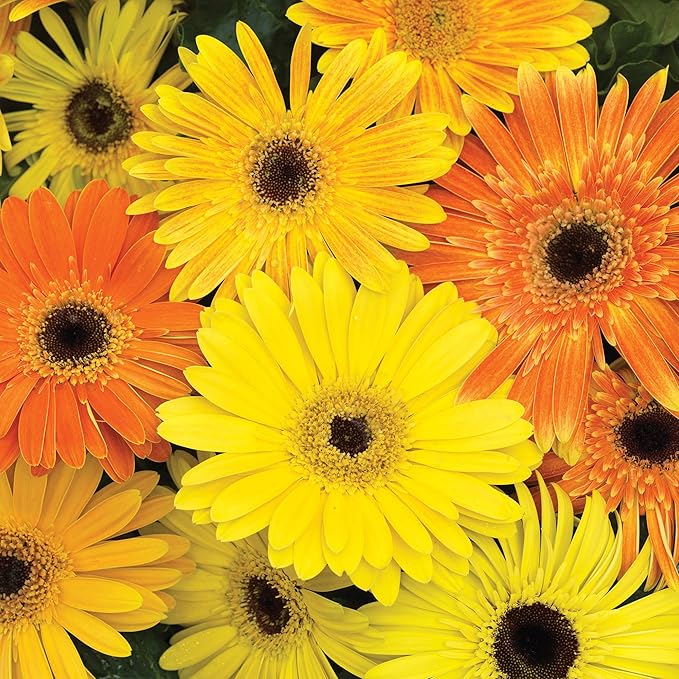 Outsidepride Fire Dark Eye Mix Gerbera Seeds - 20 Pcs Perennial, Compact & Low Maintenance, Flower Seeds for Planting w/Vibrant Mixed Blooms, Ideal for Garden Landscaping & Cut Flower Arrangements
