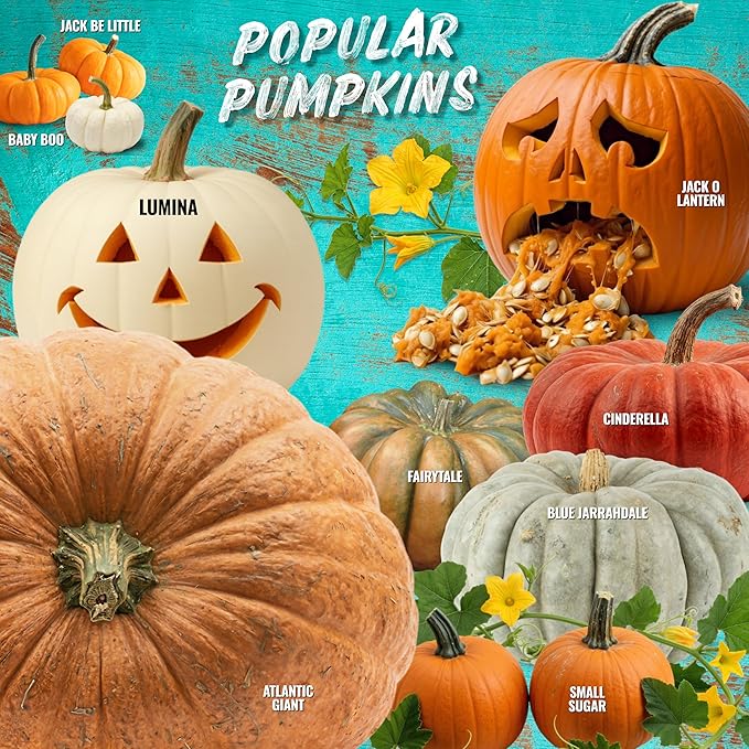 Seed Needs Fairytale Pumpkin Seeds for Planting | Non-GMO Heirloom & Untreated | Bulk French Pumpkins Seed to Plant an Outdoor Home Grown Pumpkin Patch