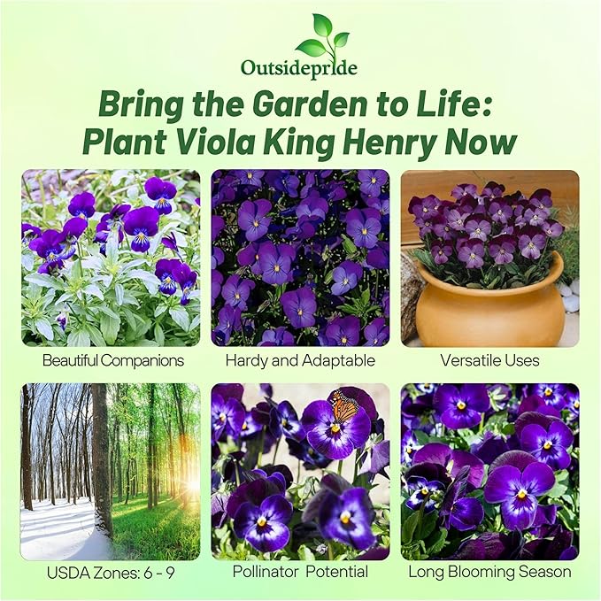 Outsidepride King Henry Viola Pansy Seeds for Planting - 1000 Pcs. Perennial, Cold-Hardy & Pollinator Friendly Flowers with Fragrant Blooms for Garden Beds, Borders & Container Displays