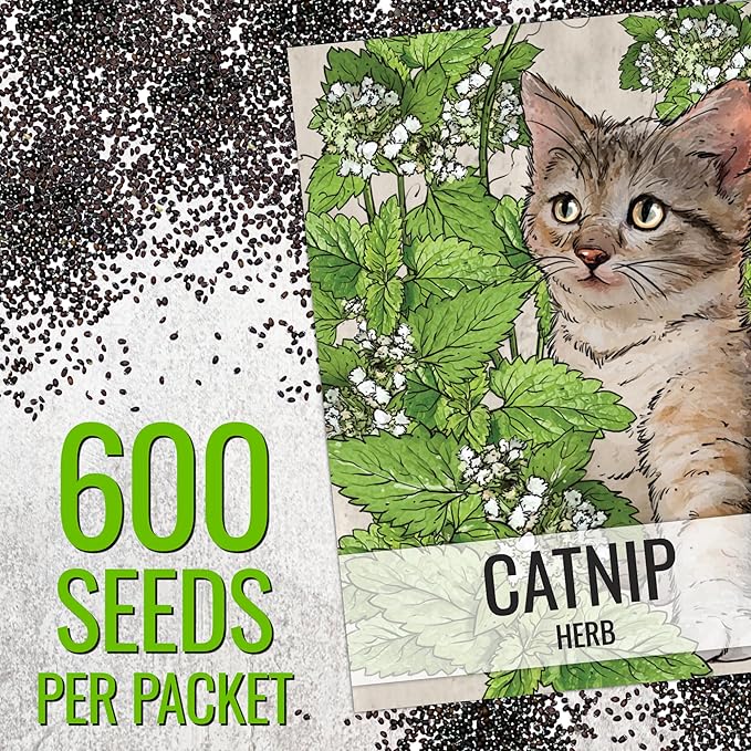 Seed Needs Catnip Seeds for Planting Nepeta cataria - Non-GMO Heirloom & Untreated Herb Seed to Plant & Grow an Outdoor Home Grown Garden (2 Packs)