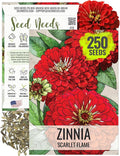 Seed Needs Zinnia Seeds for Planting Scarlet Flame Zinnias - Heirloom & Open Pollinated Annual Cut Flowers Perfect for Bouquets - Plant a Wildflower Butterfly Garden (1 Pack)