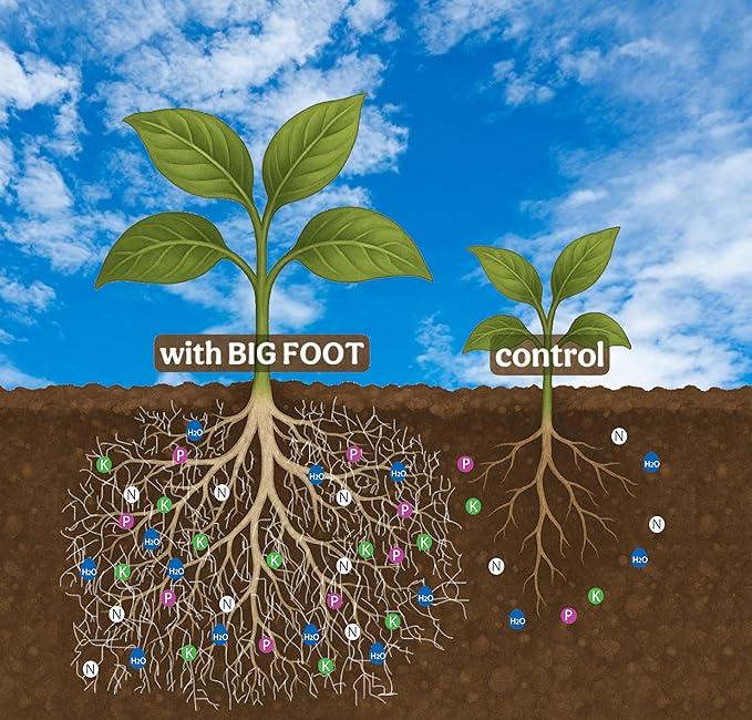 Big Foot Mycorrhizal Fungi Granular for Transplants - for All Plants - Easy to Use Root Stimulator - Treats 240 Plants (60K mycorrhizal Spores) - Double Your Plant Size - 2 Pounds