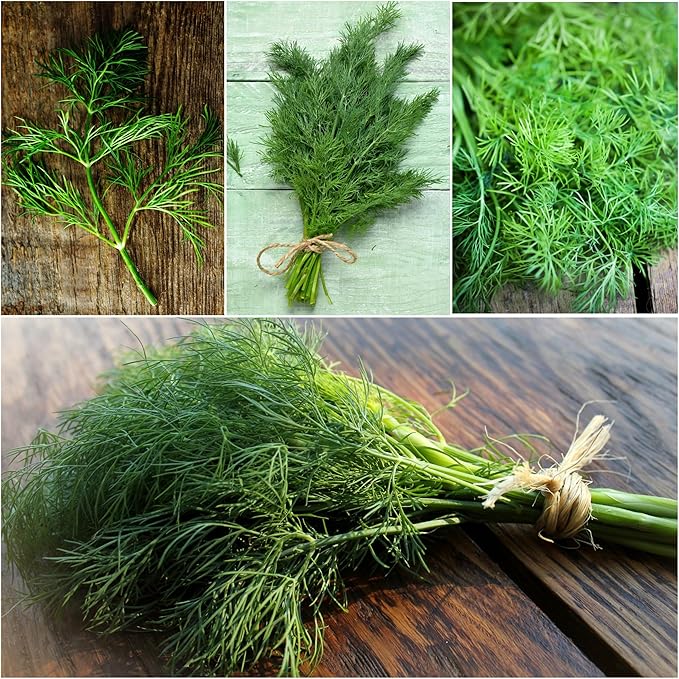 Seed Needs Dill Seeds for Planting Bouquet Herbs - Non-GMO Heirloom & Untreated Herb Seed to Plant a Home Grown Indoor/Outdoor Garden (1 Pack)