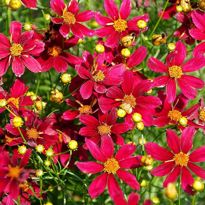2000+Dwarf Coreopsis Wild Flower Seeds for Planting Outdoor-Perennial Coreopsis Plants Bloom Garden Home Non-GMO Heirloom