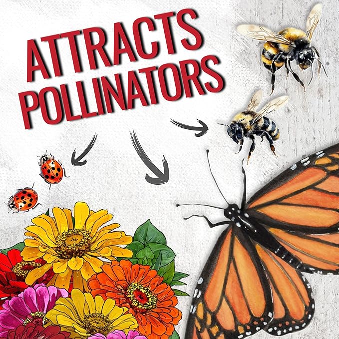 Seed Needs Zinnia Seeds for Planting California Giants Zinnias Blend - Heirloom & Open Pollinated Flowers to Grow an Outdoor Wildflower Butterfly Garden to Attract Pollinators (2 Packs)
