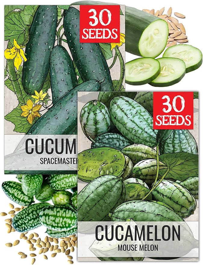 Seed Needs Vegetable Seeds for Planting Spacemaster 80 Cucumbers & Cucamelon - Non-GMO Heirloom & Untreated Veggie Seed to Plant an Outdoor Vegetable Garden (2 Packs)