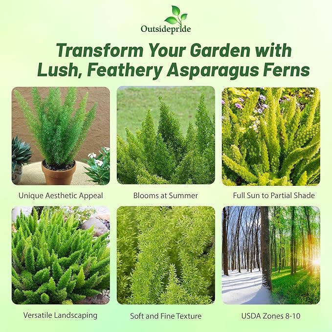 Outsidepride Meyeri Asparagus Fern Seeds - 10 Pcs. Perennial, Easy to Grow & Pollinator Friendly, Flower Seeds for Planting Evergreen Feather-Like Stems for Hanging Baskets & Summer Gardens