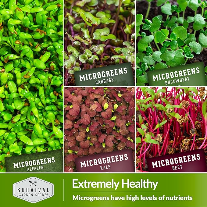 Microgreen Seeds Variety Pack – 10 Heirloom Types for Indoor Sprouting – Broccoli, Pea, Sunflower, Radish, Kale, Arugula & More – High Germination Non-GMO – Survival Garden Seeds (Seed Packs Only)