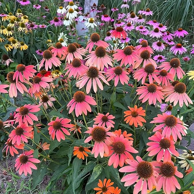 100 Pink Coneflower Seeds – Non-GMO Heirloom Echinacea for Pollinator-Friendly Perennial Gardens