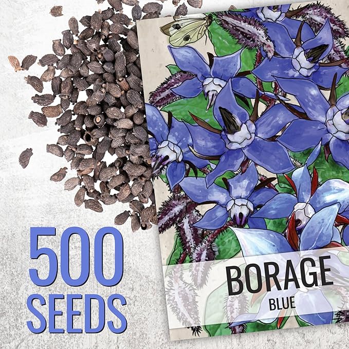 Seed Needs Borage Seeds for Planting Blue Star Flowers - Heirloom Non-GMO & Untreated - Plant a Home Grown Flowering Herb Garden Attract Bees, Butterflies & Other Pollinators (5 Packs)