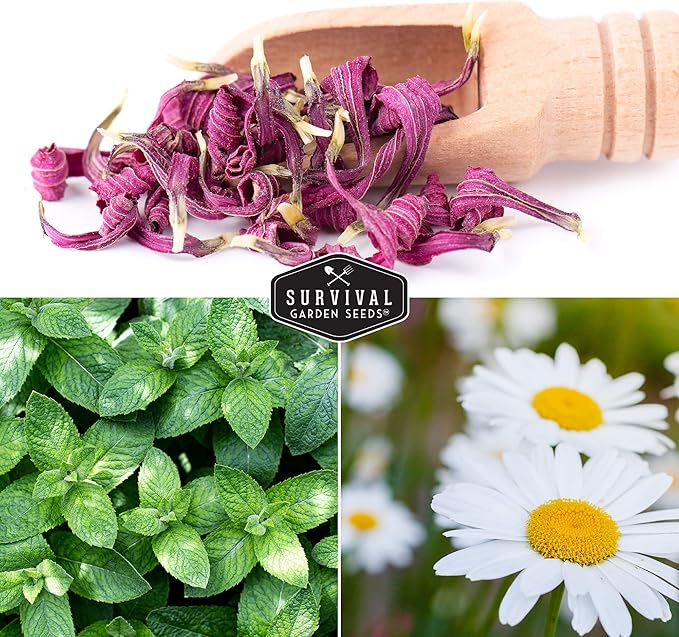 Herbal Tea Garden Seeds Kit | 5 Medicinal Herbs for Planting – Chamomile, Lavender, Lemon Balm, Spearmint, Echinacea – Heirloom Non-GMO – Survival Garden Seeds