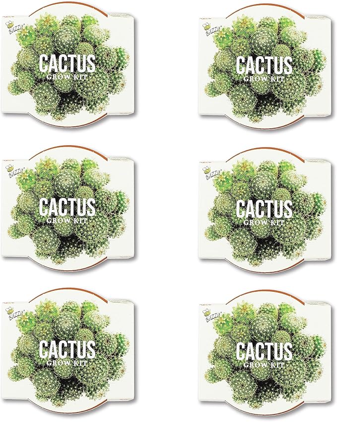 BUZZY Seeds Terracotta Mini Grow Pots | Cactus 6-Pack Daydream Collection | Indoor Flower & Herb Starter Kit for Kids & Adults