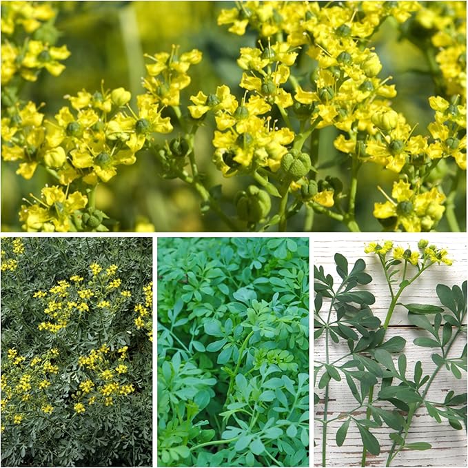 Seed Needs Rue Seeds for Planting Medicinal Herbs - Non-GMO Heirloom & Untreated Perennial Herb Seed to Plant a Home Grown Garden Indoors or Outdoors (5 Packs)