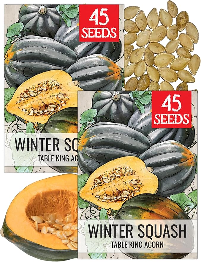 Seed Needs, Table King Acorn Winter Squash Seeds - 45 Heirloom Seeds for Planting Cucurbita Pepo - Non-GMO & Untreated Vegetable for an Outdoor Garden (2 Packs)