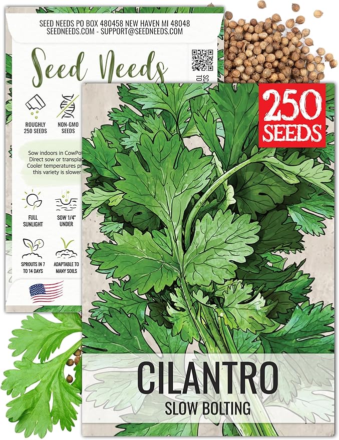 Seed Needs Cilantro Seeds for Planting Coriander Kitchen Herbs - Non-GMO Heirloom & Untreated - Grow a Home Grown Herb Garden Indoors or Outdoors (1 Pack)