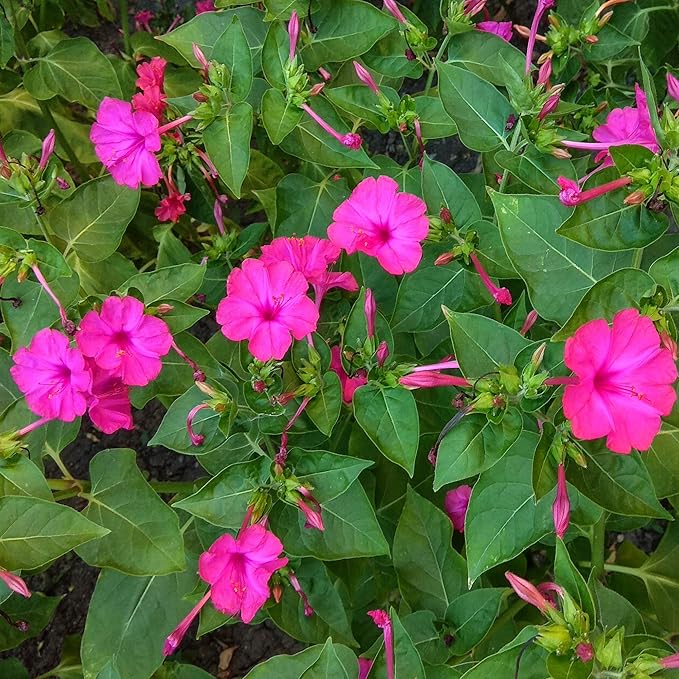 Outsidepride Pink Four O'clock Flower Seeds - 1 lb Perennial Fragrant, Trumpet-Shaped Blooms, Deer-Proof & Easy to Grow, for Pollinator & Evening Gardens, Containers, Hedges, or Borders