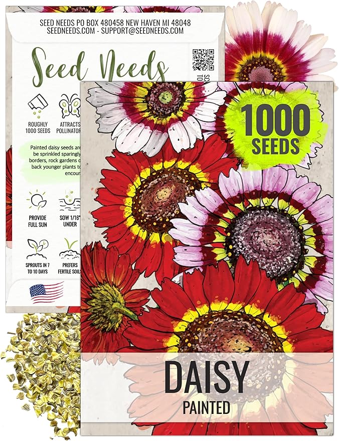 Seed Needs, Painted Daisy Seeds - 1,000 Heirloom Seeds for Planting Chrysanthemum carinatum - Bi-Colored Blooms to Plant a Butterfly Garden for Attracting Pollinators (1 Pack)