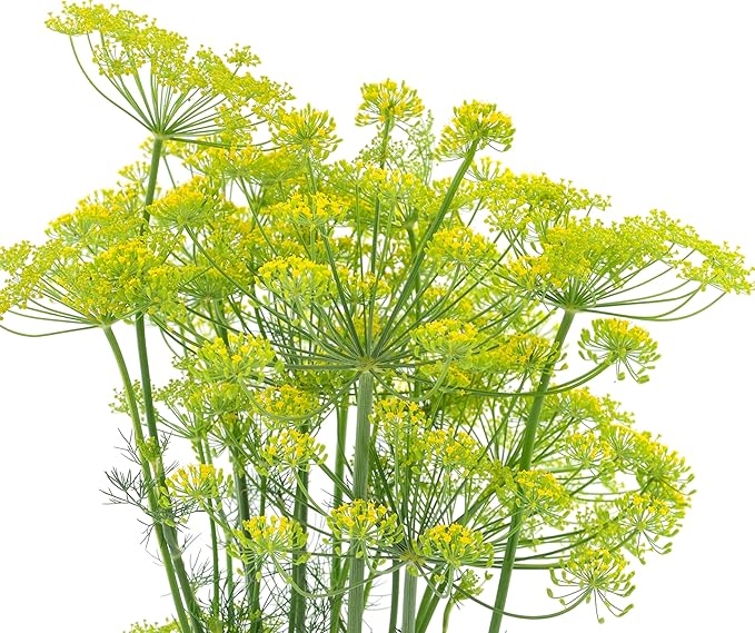 2000 Dill Seeds for Planting (Bouquet Variety) – Heirloom, Non-GMO, USA Grown Herb for Indoor/Outdoor Planting, Perfect for Pickling & Cooking by RDR Seeds