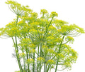 2000 Dill Seeds for Planting (Bouquet Variety) – Heirloom, Non-GMO, USA Grown Herb for Indoor/Outdoor Planting, Perfect for Pickling & Cooking by RDR Seeds