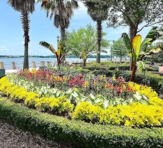 Nelson - Trees, Shrubs, & Evergreens Plant Food for In-Ground, Containers, & Patios, Granular Fertilizer, NutriStar 21-6-8 (25 lb.)
