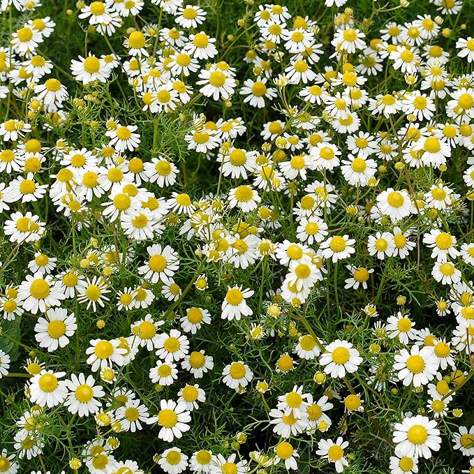 Outsidepride Roman Chamomile Seeds - 25000 Pcs Perennial, Drought Tolerant, Self-Seeding & Versatile, Herb Seeds for Planting Sweet Scented Daisy-Like Blooms, Ideal for Slopes & Pollinator Gardens