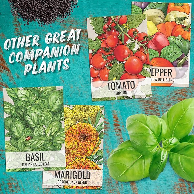 Seed Needs Culantro Seeds for Planting Mexican Coriander - Non-GMO Heirloom & Untreated Culinary/Medicinal Herbs to Grow an Indoor/Outdoor Herb Garden (1 Pack)