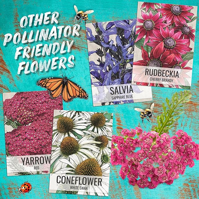 Seed Needs Coneflower Seeds for Planting Purple Echinacea Coneflowers - Heirloom & Open Pollinated Perennial Medicinal Flower - Perfect Wildflowers for a Butterfly Garden (20 Packs)