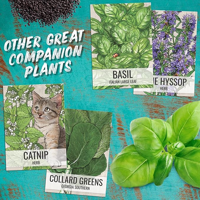 Seed Needs Catmint Seeds for Planting an Indoor/Outdoor Herb Garden - Non-GMO Heirloom & Untreated Herbal Plants - Great for Cats Nepeta mussinii (1 Pack)