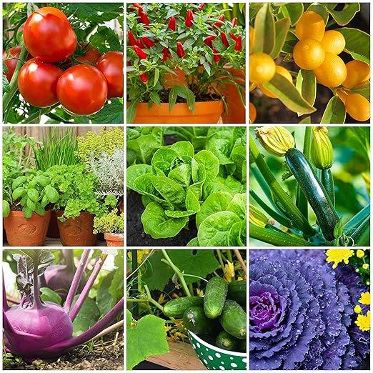 The Old Farmer's Almanac Tomato & Vegetable Plant Food Mini Spikes - NPK 6-4-6 for Continuous Feeding and Bountiful Harvests (12 Mini Plant Food Spikes)