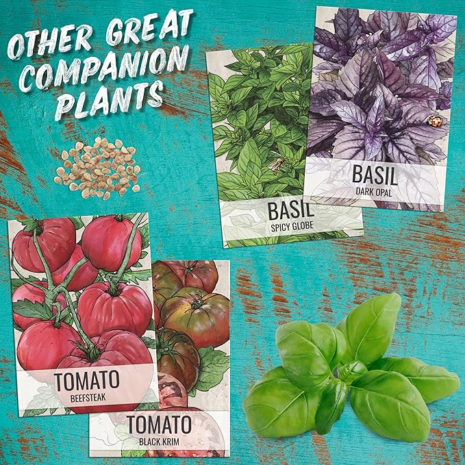 Seed Needs Basil Seeds for Planting Italian Large Leaf Herbs - Non-GMO Heirloom & Untreated - Grow an Indoor or Outdoor Home Grown Herb Garden (1 Pack)
