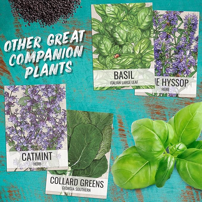 Seed Needs Catnip Seeds for Planting Nepeta cataria - Non-GMO Heirloom & Untreated Herb Seed to Plant & Grow an Outdoor Home Grown Garden (10 Packs)