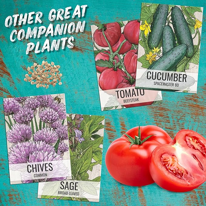 Seed Needs Lovage Seeds for Planting - Non-GMO Heirloom & Untreated Herbs to Plant a Medicinal/Culinary Home Grown Herb Garden Indoors or Outdoors (1 Pack)