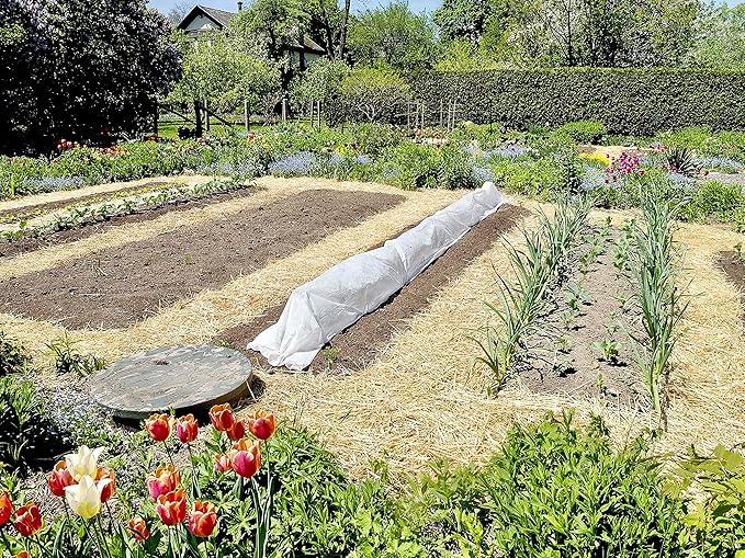 Blue Mountain Hay Organic Garden Straw (25 lb) - Natural Mulch for Gardening, Flower Beds & Landscaping, New Lawn Grass Seeding, Compost, Raised Garden Bed, Cat Grass & Grass Seed