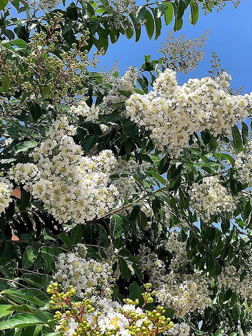 Crape Myrtle & All Flowering Trees Desert Willow Mimosa Orchid Tree Indoor Outdoor Container Grown Granular Fertilizer NutriStar 10-15-9 (25 lb.)
