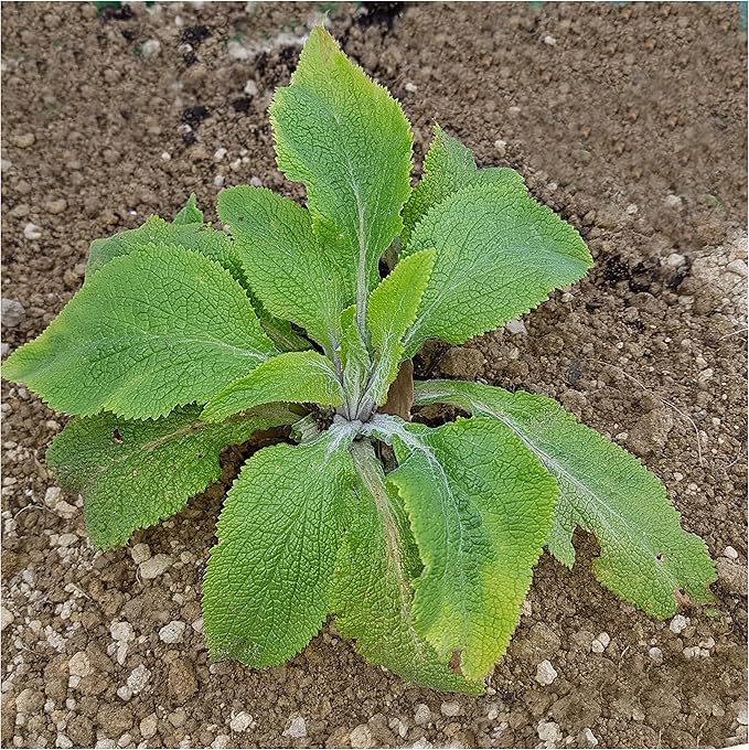 Seed Needs Gloxiniaeflora Foxglove Seeds for Planting Mixed Fox Gloves - Heirloom & Open Pollinated Flowers to Plant an Outdoor Butterfly Garden with Colorful Wildflowers (5 Packs)