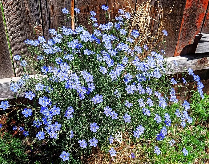 TomorrowSeeds - Blue Flax Wildflower Seeds - 15,000+ Count - For 2026 Planting Linum Perenne Lewis Lavender Sky Blue Prairie Wild Alpine Lint Perennial Garden Wildflower Flower Grow Your Own Home Farm