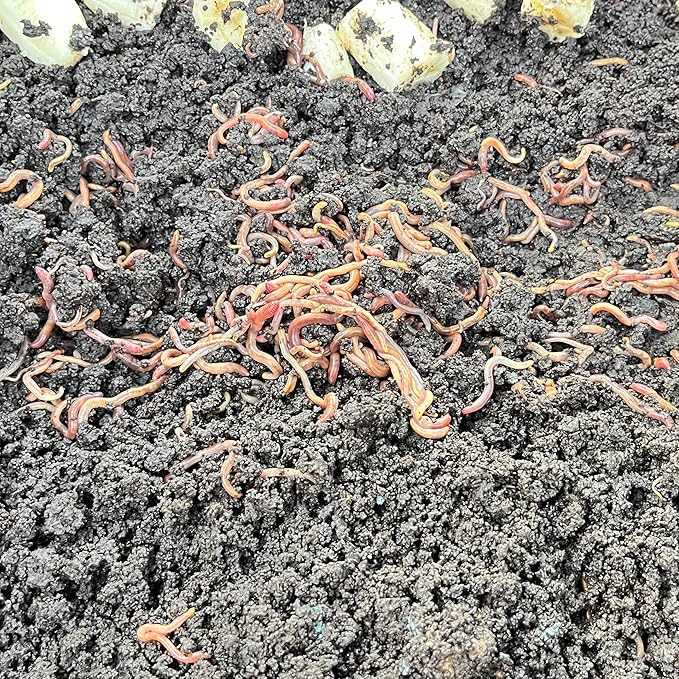 100 Live Red Wiggler Composting Worms – Starter Pack for Vermicomposting, Worm Bin & Garden Soil Improvement | Compost Worms for Organic Gardening or Fishing Bait