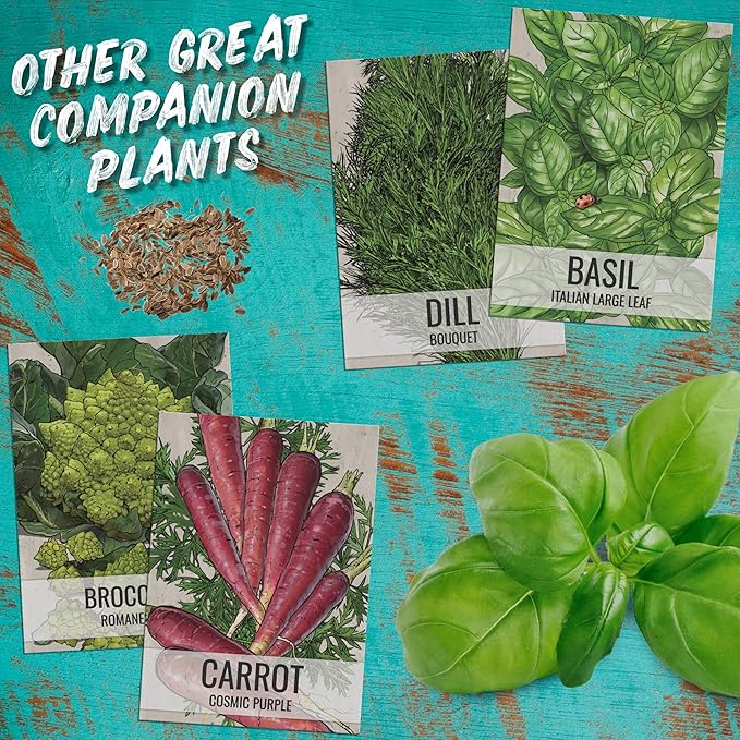 Seed Needs Cilantro Seeds for Planting Coriander Kitchen Herbs - Non-GMO Heirloom & Untreated - Grow a Home Grown Herb Garden Indoors or Outdoors (20 Packs)